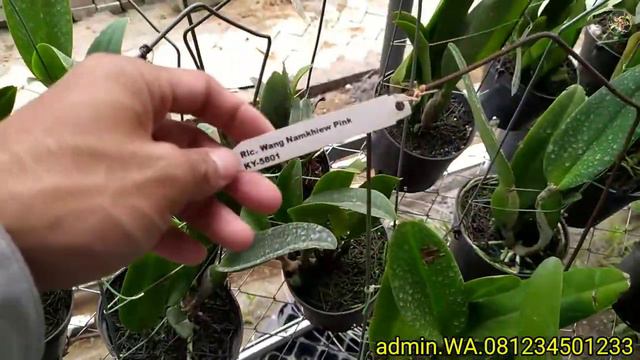 ANGGREK CATTLEYA IMPOR,.BISA PILIH ID ATAU VARIAN WARNANYA... смотреть онлайн