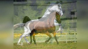 Стук копыт лошади - The sound of a horse's hooves