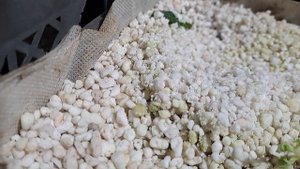 Размножение ежевики стеблевыми черенками.