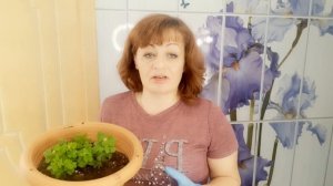 РАЗМНОЖЕНИЕ ХРИЗАНТЕМЫ В ДОМАШНИХ УСЛОВИЯХ. ДЛЯ ЧЕГО Я ВЫБИРАЮ ИМЕННО ЭТОТ СПОСОБ.ОТВЕЧАЮ НА ВОПРОС