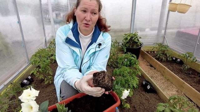 ТРЕПЕТНАЯ ИРЛАНДСКАЯ РОЗА | Высадка рассады эустомы в открытый грунт