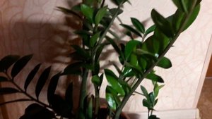 Вот это чудо.Как цветет зомиакулькас или долларовое дерево.