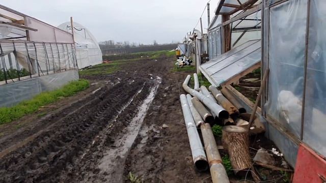 Овощи Растут. Томат Мей Шуай в два стебля без прививки. смотреть онлайн