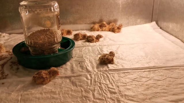 Вывели перепелов из яйца. Наш первый опыт смотреть онлайн