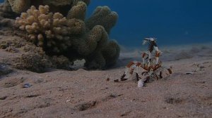 Морская лилия