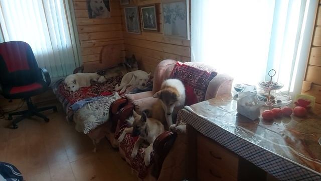 Мясо с овощами по Азиатски смотреть онлайн