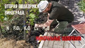 Вторая весенняя подкормка винограда | Минеральные удобрения