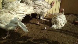 Индюки перестали набирать вес что делать?