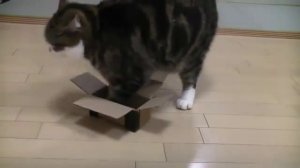 Упёртый кот залазит в коробку Cat Maru)