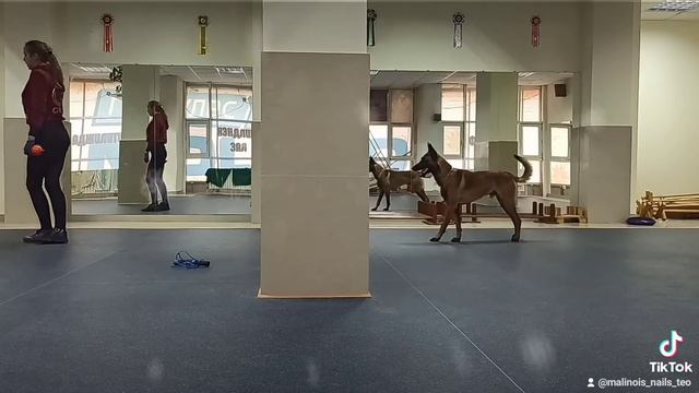 ДРЕССИРОВКА МАЛИНУА! СОБАКА ТРОЛИТ ХОЗЯИНА! смотреть онлайн