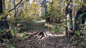 ПОЛЬСКИЕ грибы и немного грибного нашествия прошлого года. Грибной Рай.