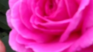 Удивительные факты о розах