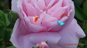 Роза чайно-гибридная Липарфюм ? роза Липарфюм обзор: как сажать саженцы розы Липарфюм