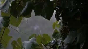 Звуки дождя в тропическом лесу. Sounds of rain in the rainforest