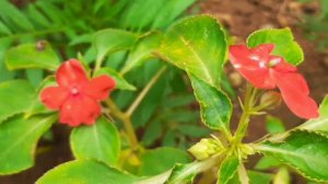 🌼🌹🌼🌻Some beautiful flowers from my garden🌼🌻🌺