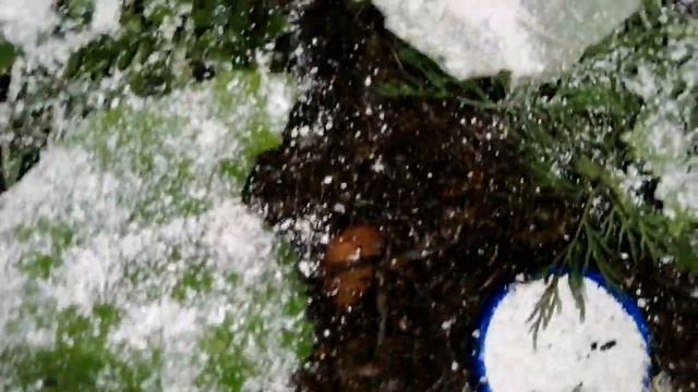 Румтур по террам с улитками. Обзор всех улиток. Кормление улиток. Питание смотреть онлайн