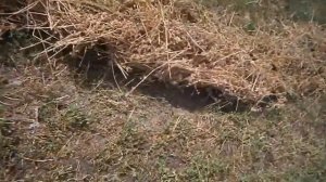 Трактор Беларус Переворачиваем сено польскими грабками ворошилками солнышко #vseklevo #синийтрактор