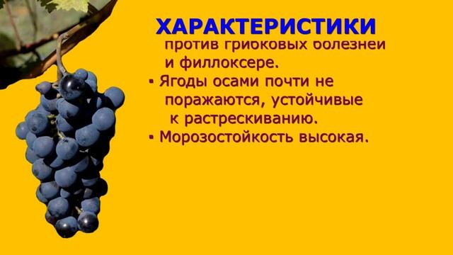 @Виноград Изабелла синий виноград