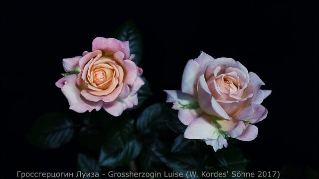 Как распускается роза Гроссгерцогин Луиза (Чайно гибридная)Timelapse Rose 4К.Grossherzogin Luise