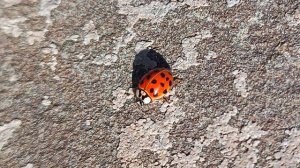 Интересные божьи коровки арлекины!