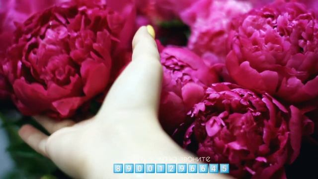 Свежая поставка пионов от 80 руб.