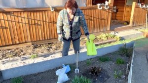 Пионы, подкормка 1 и посадка.