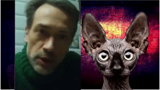 Телеграм канал кот костян