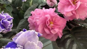 Обзор стеллажей с фиалками