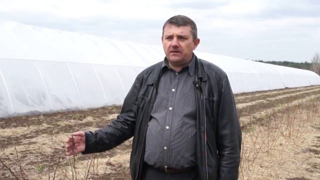 Обработка малины весной (рассказывает агроном Артур Крупский)