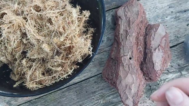 Мой эксперимент/ сажаю лесной кактус Шлюмбергеру на блок. #шлюмбергера