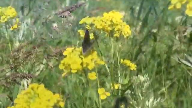 Настроение недели на 300617 смотреть онлайн