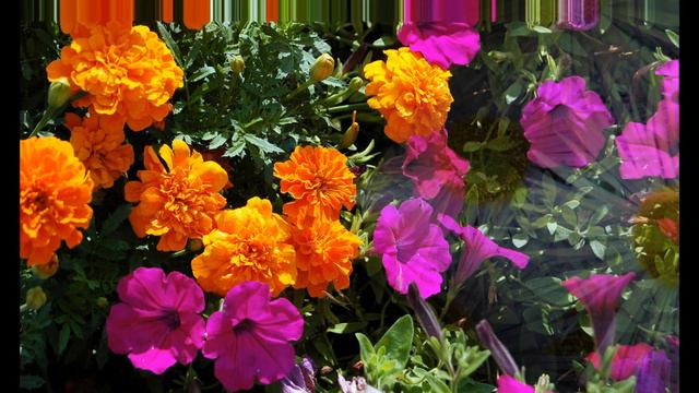 СЛОВЕЧКО исп. Наталия Муравьева ЦВЕТЫ (клип) Если ты словечко скажешь мне Песни 60 под гитару Ретр смотреть онлайн