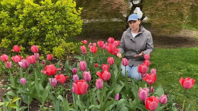 ? Tulip tour - How to store Tulips in Summer ? смотреть онлайн