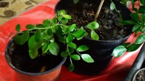 Обязательно заведите себе МУРАЙЮ!!