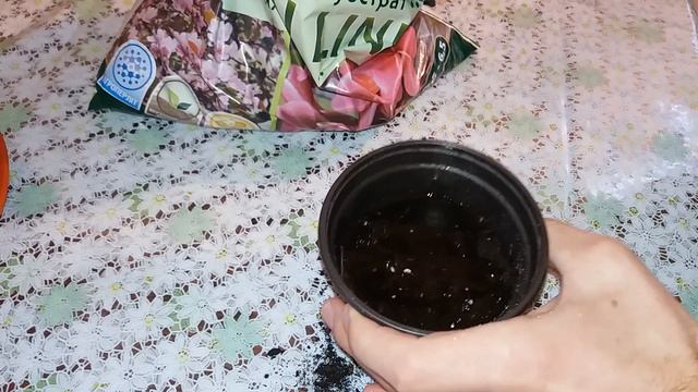 Cum sa plantezi Mandarin din seminte. Experiment / How to plant Mandarin from seed. Experiment смотреть онлайн