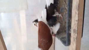 андижанские голуби узбекские голуби