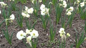 Narcissus var. Bridal Crown