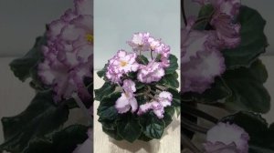 Фиалка стандартная ЯН-Менуэт. Обзор.