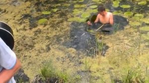 плавает в болоте