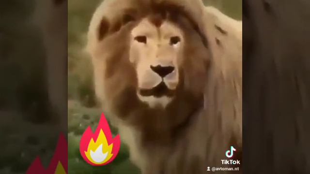 Лев царь зверей! смотреть онлайн