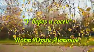 У берез и сосен