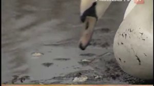 На озере Шарташ поселился белый лебедь-шипун