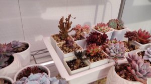 Полив суккулентов после пересадки???