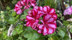 Corriente Pink Bicolor Pelargonium Sport