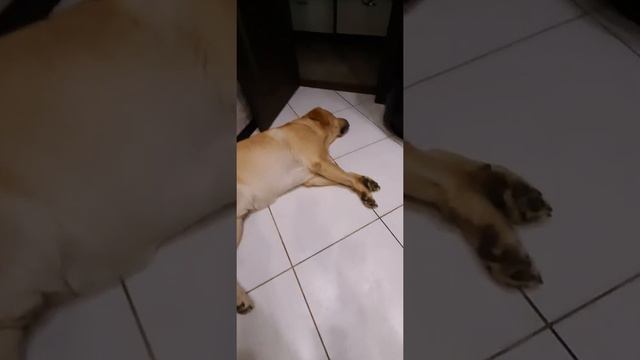 Судорога у лабрадора | Собаке лабрадору снится что он бежит или танцует