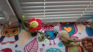 Интересные факты о хомяках/хомяки выростают до 30 см?!