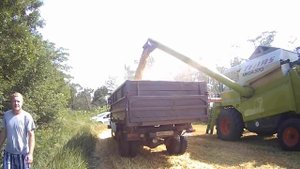 Убираем ячмень с нормой высева 200 кг на гектар.We harvest barley with a seeding rate of 200 kg per