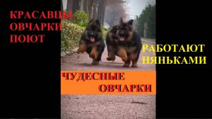 ЧУДЕСНЫЕ ОВЧАРКИ БЕРЁМ ОВЧАРОК!!!