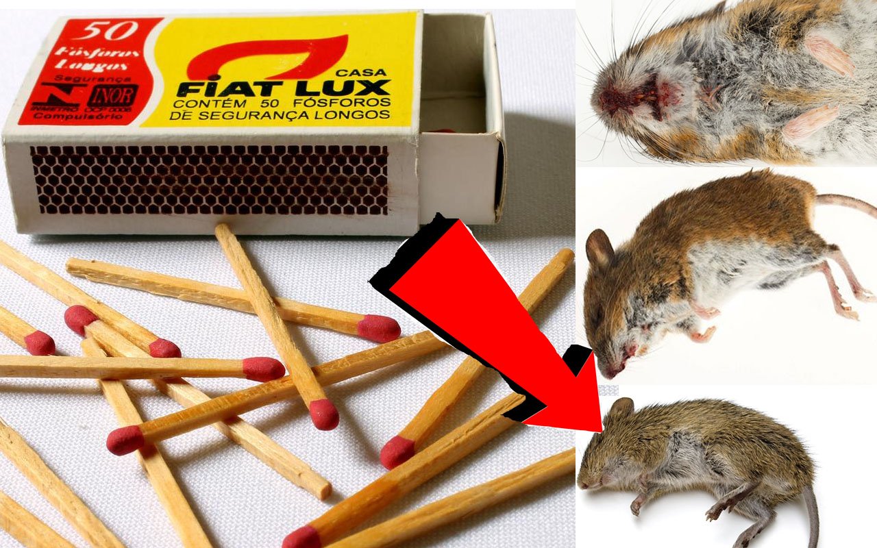 Как избавиться от мышей в домовладение за 3 минуты!