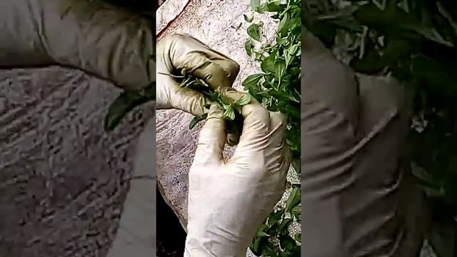 Nhân giống cỏ ngọt, Stevia смотреть онлайн